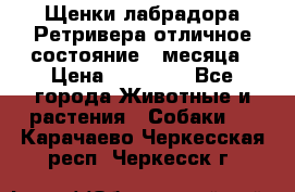 Щенки лабрадора Ретривера отличное состояние 2 месяца › Цена ­ 30 000 - Все города Животные и растения » Собаки   . Карачаево-Черкесская респ.,Черкесск г.